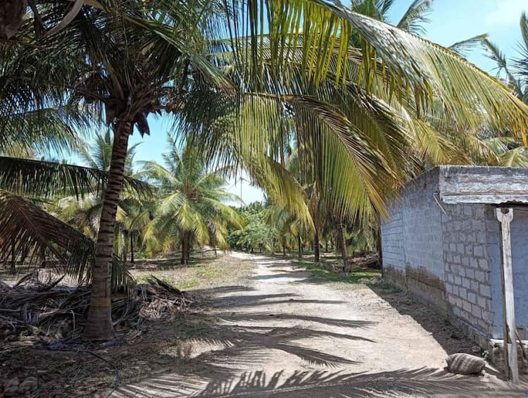 coocnut thoppu for sale