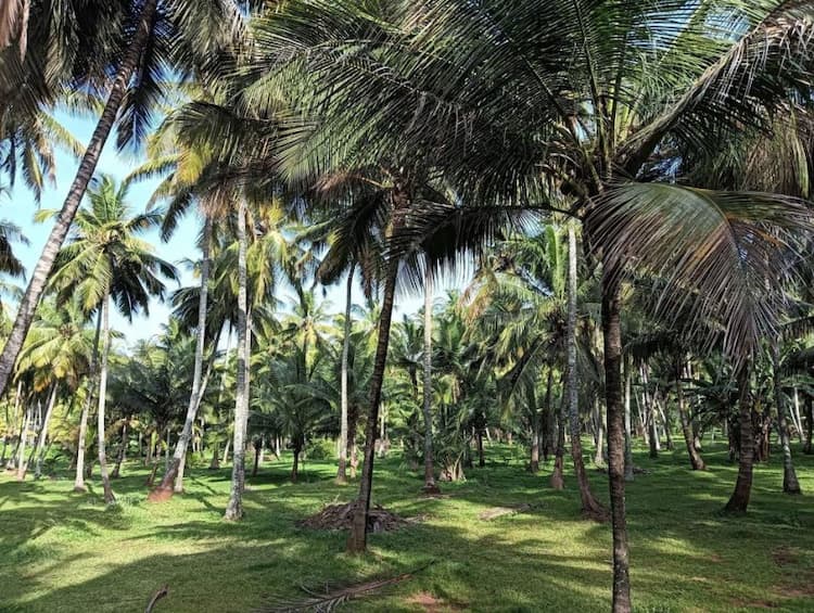 coconut farm land for sale
