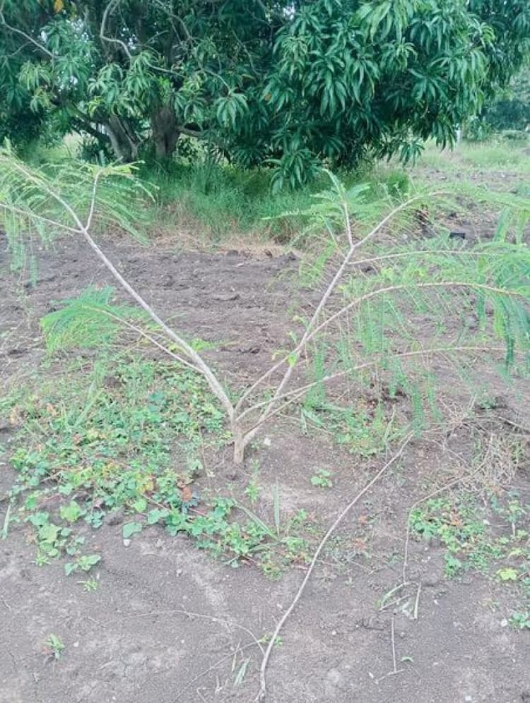 Organic Mango Farmland For Sale