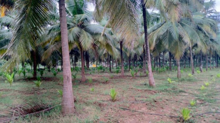 coconut farm land for sale