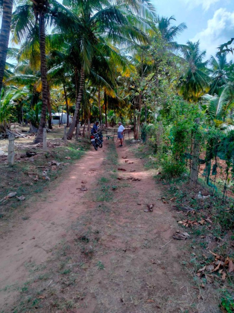 coconut farm land for sale
