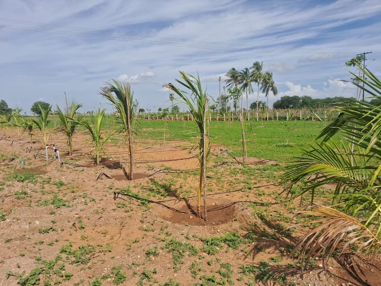 land sale