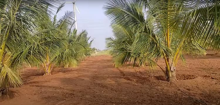 Main Road Facing 2.80 Acre Coconut Facing Land for Sale
