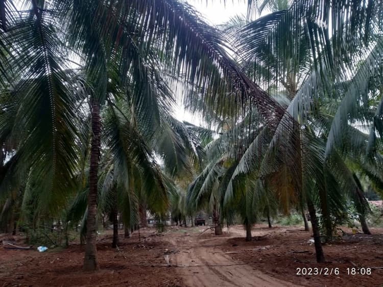 coconut farm land for sale anaimalai