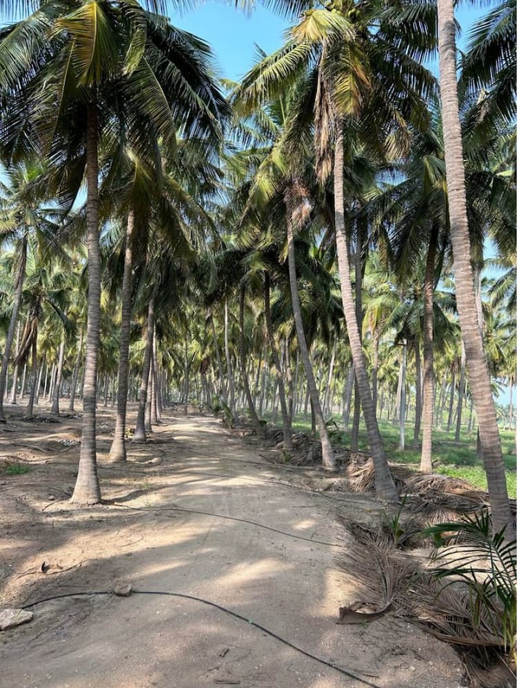 2 Acre Coconut Farm for Sale