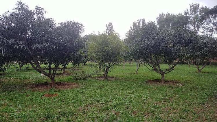Agricultural Land