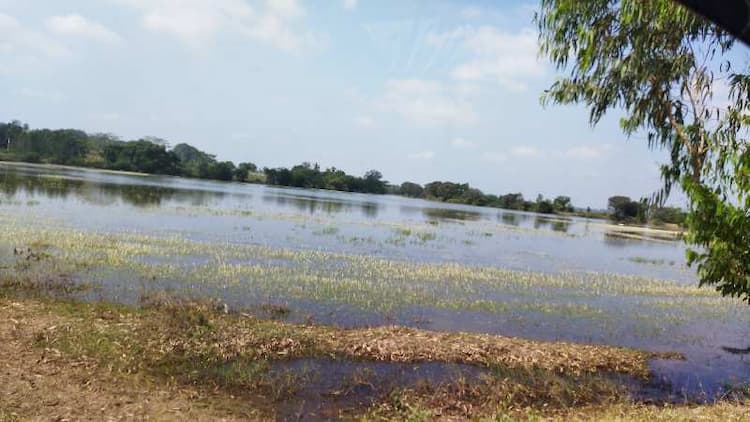 Agricultural Land