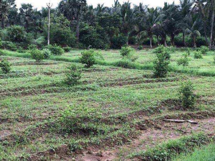 Agricultural Land
