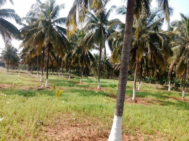 Coconut Farm For Sales