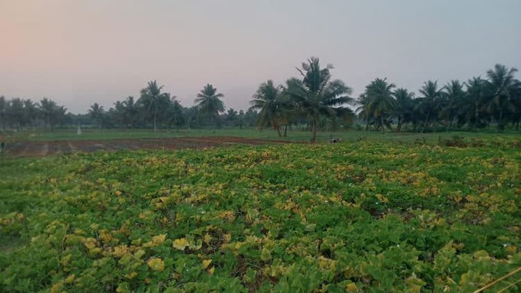 Land for sales