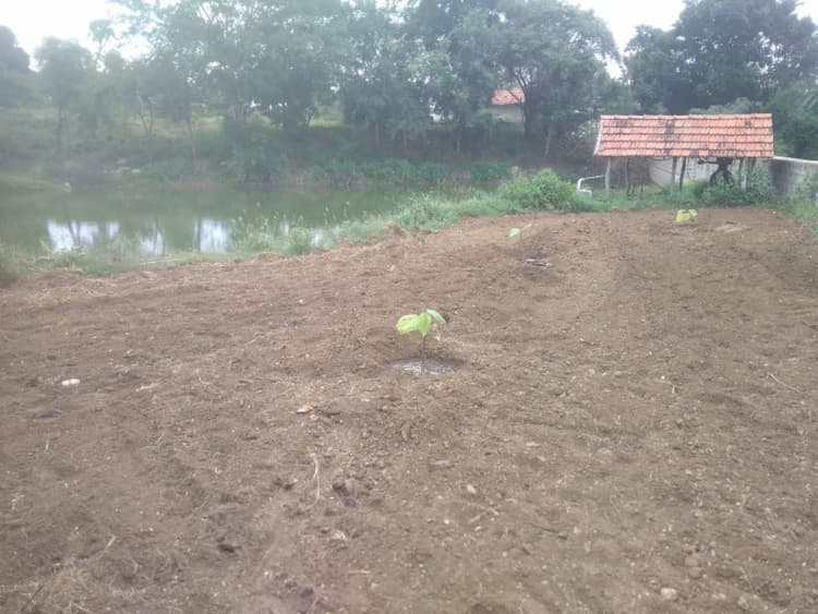 Agriculture Land
