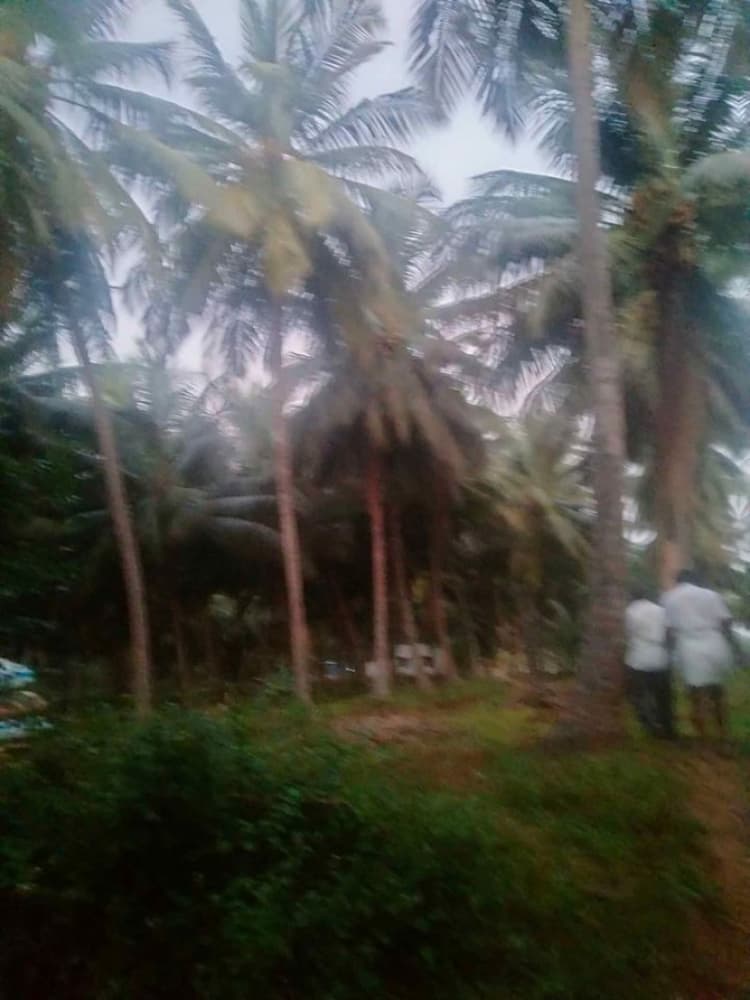1 Acre Coconut Farm for Sale