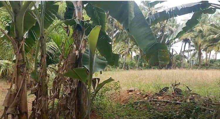 Land for sales