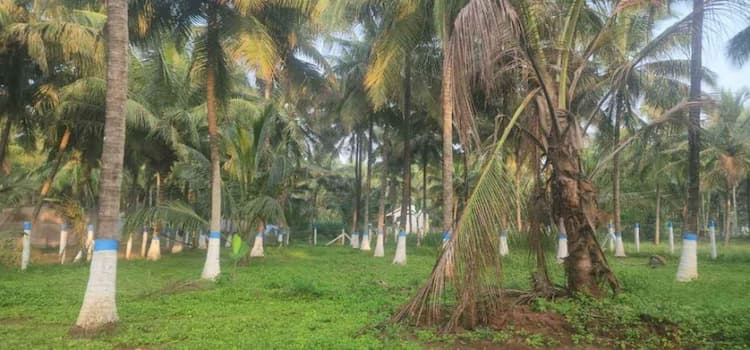 coconut farm land for sale