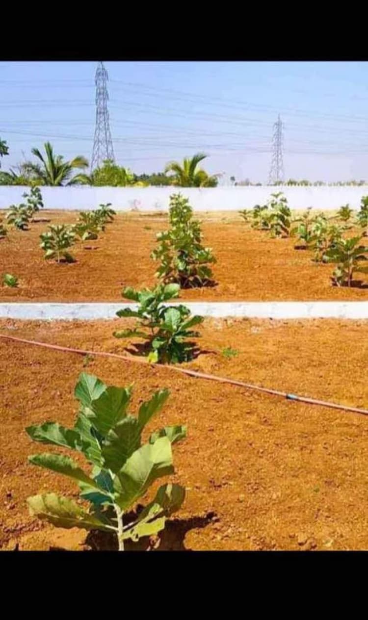 25 Cent Land for Sale