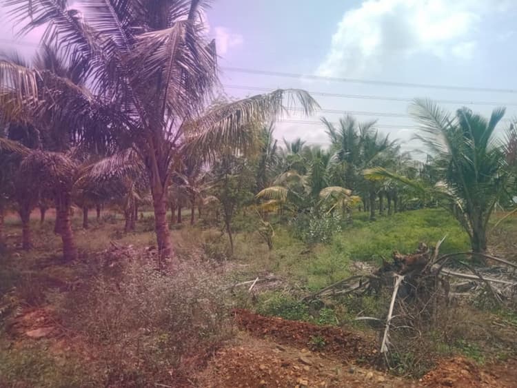 Land for sales