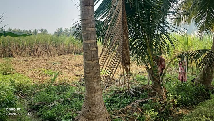 Land for sales