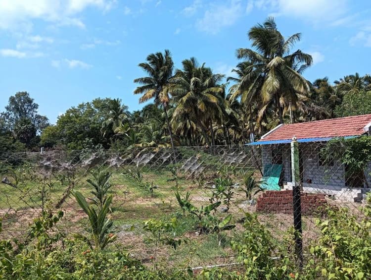 coconut thoppu for sale