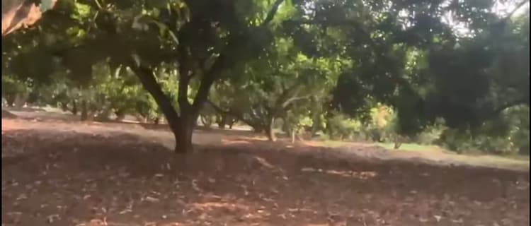 Mango Farm for Sale