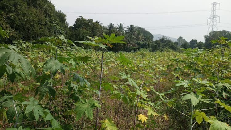 Agricultural Land 