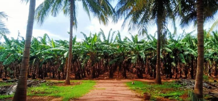 Land for sales