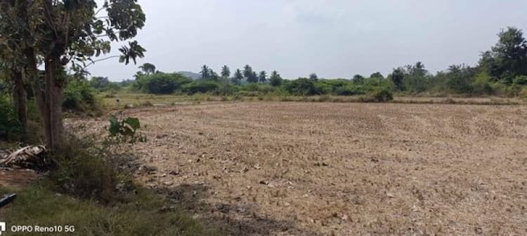 Red Soil Punjai Land For Sale
