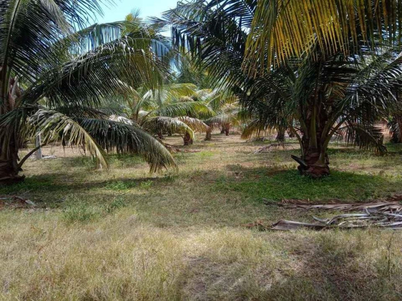 coconut farm land for sale