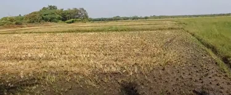 Land for sales