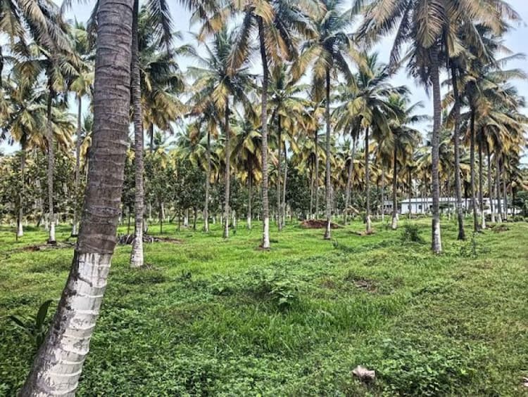 Land for Sale