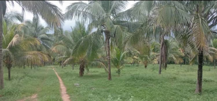 50 Acre Land for Sale