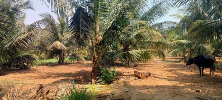 coconut farm land for sale