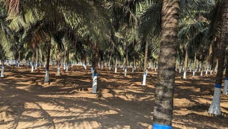 Farm Land Plot for Sale