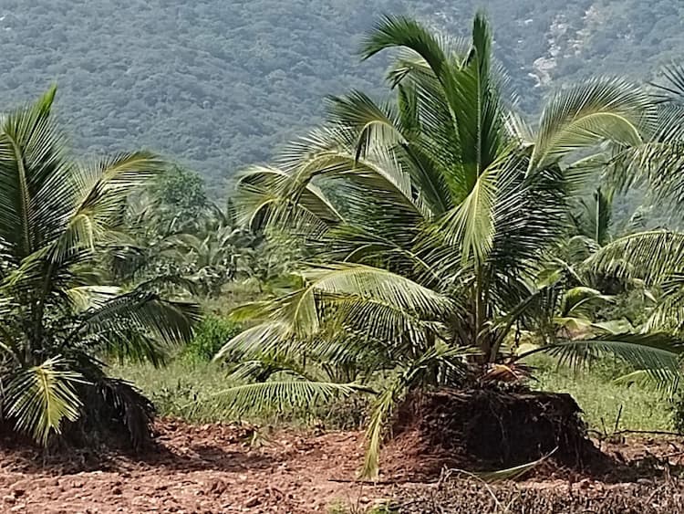 Farm Land For Sale
