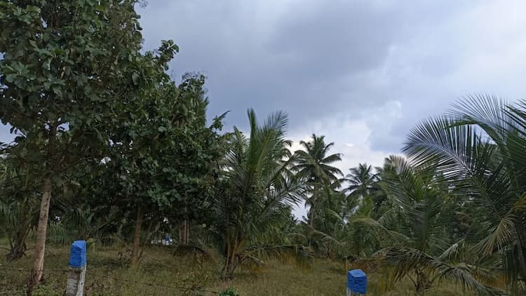 coconut farm land for sale