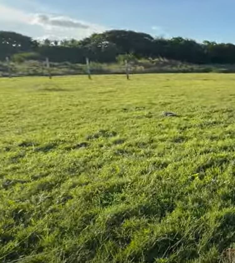 Land for sales