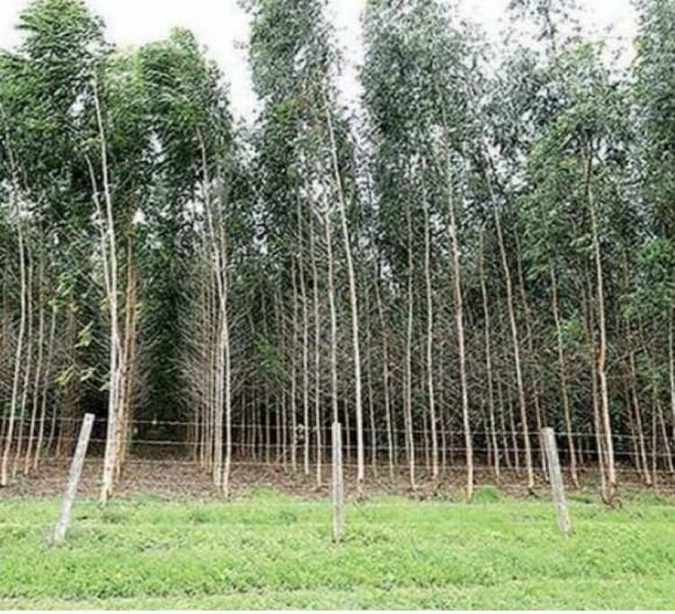 Agricultural Land