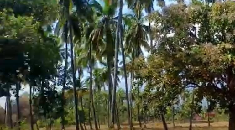 Land for sales