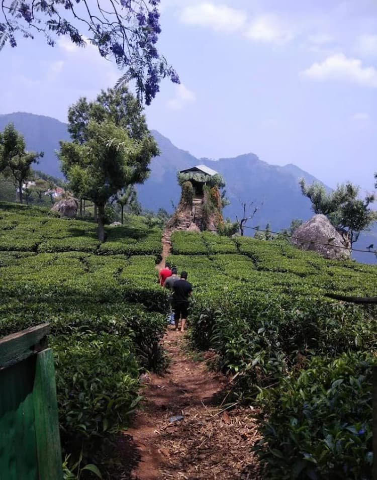 tea land sale