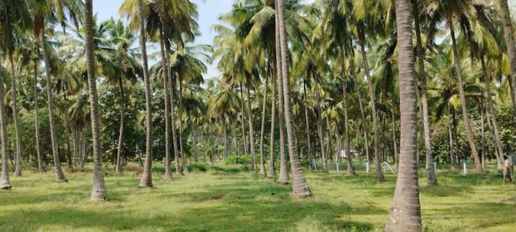 Farm Land For Sale