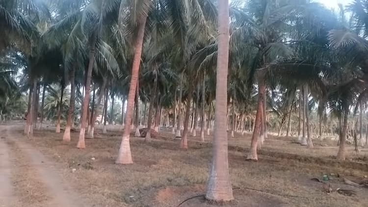 Farm Land for Sale