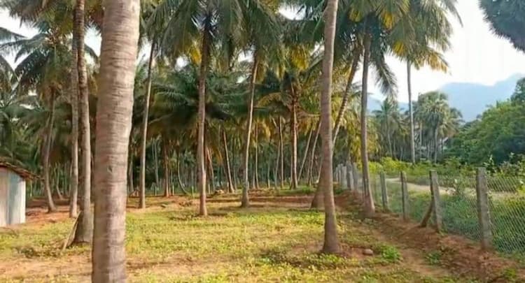 coconut farm alnd for sale