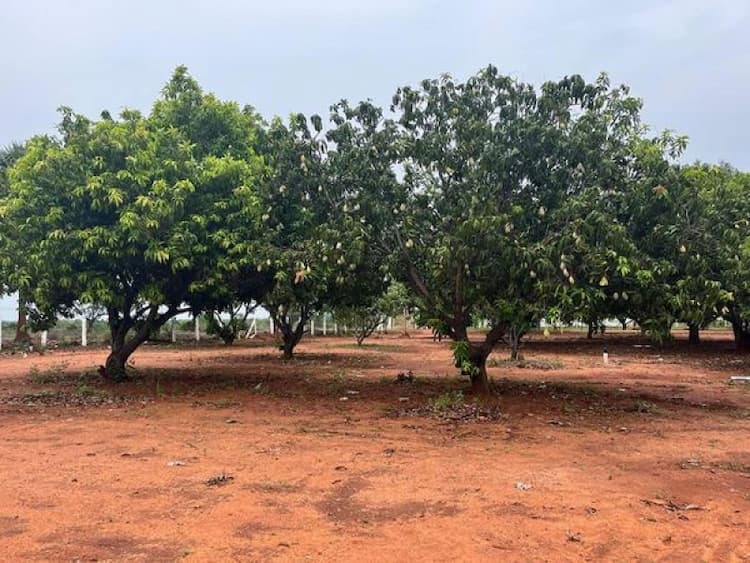 land sale