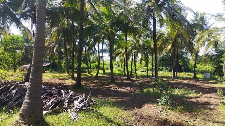 Agriculture Land