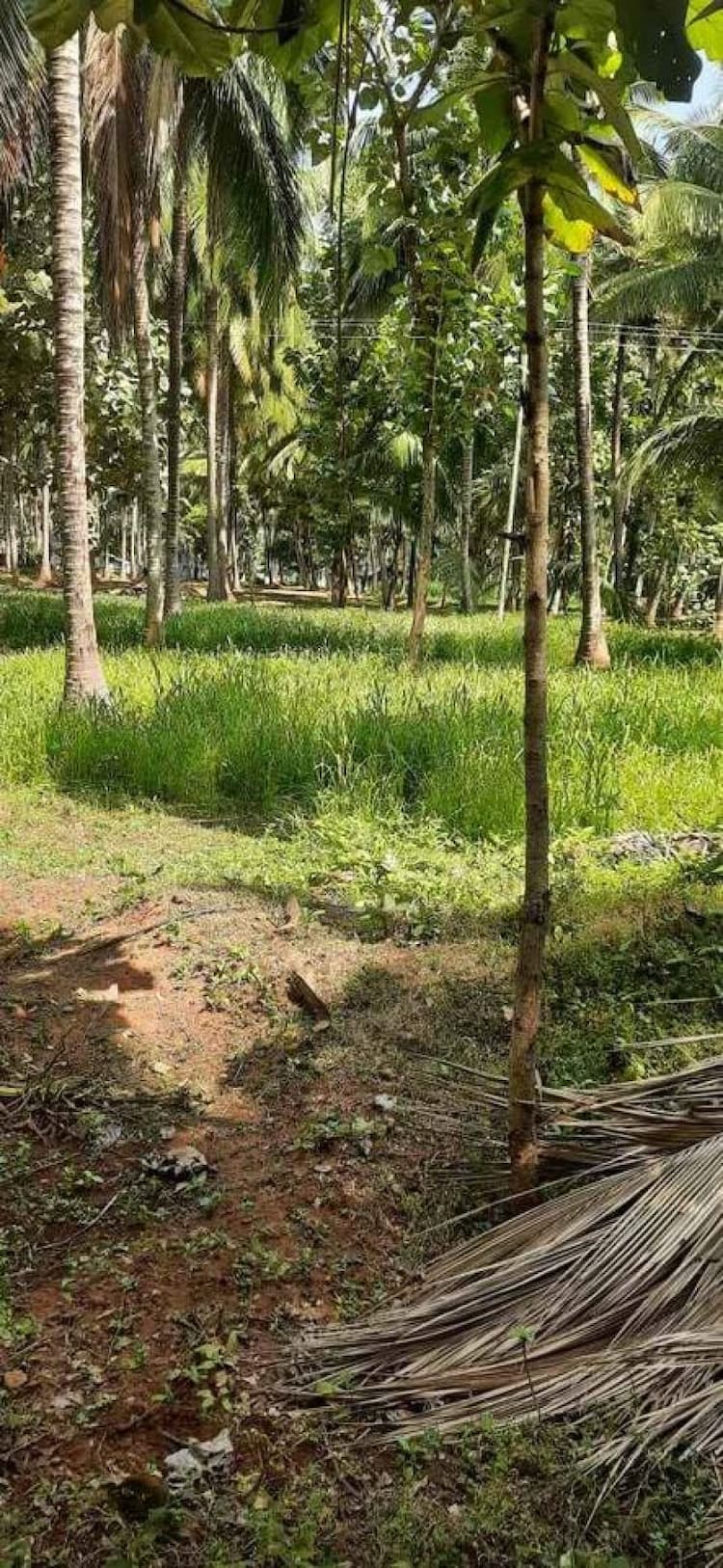 Farm Land For Sale