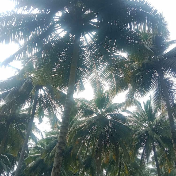 Thoppu for sale 