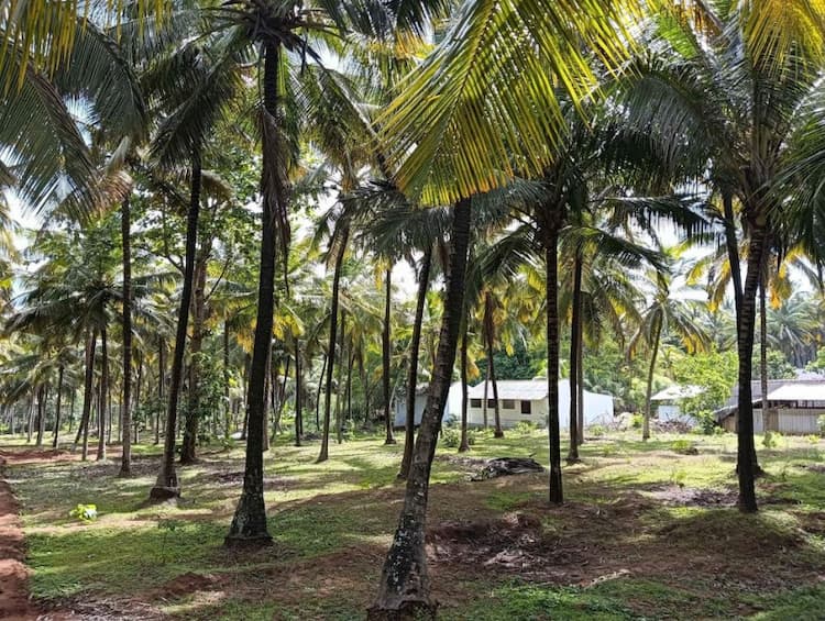 coconut farm land for sale
