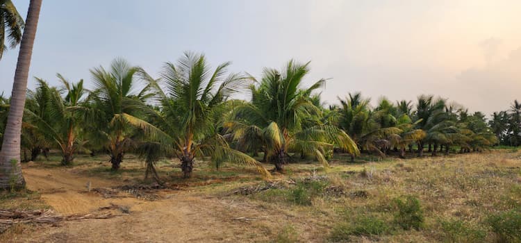 Agricultural Land 
