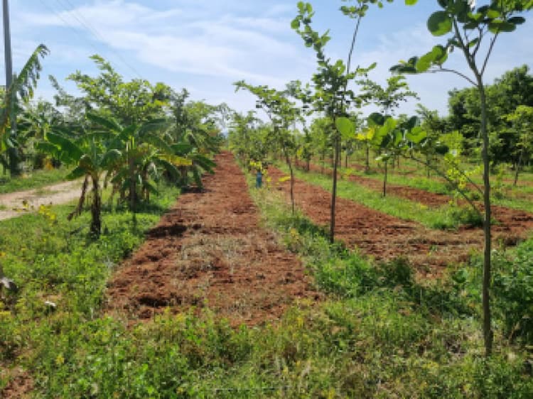 form land for sale
