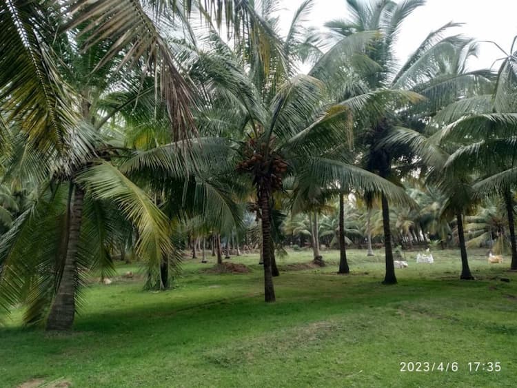 coconut farm land for sale