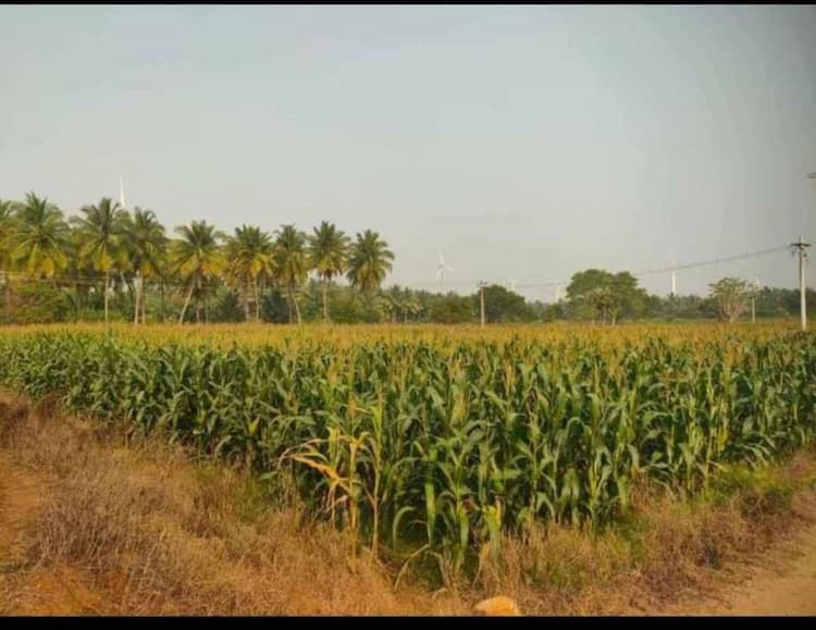 Farm For Sale